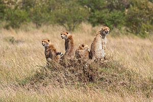 Geparden in der Savanne der Masai Mara