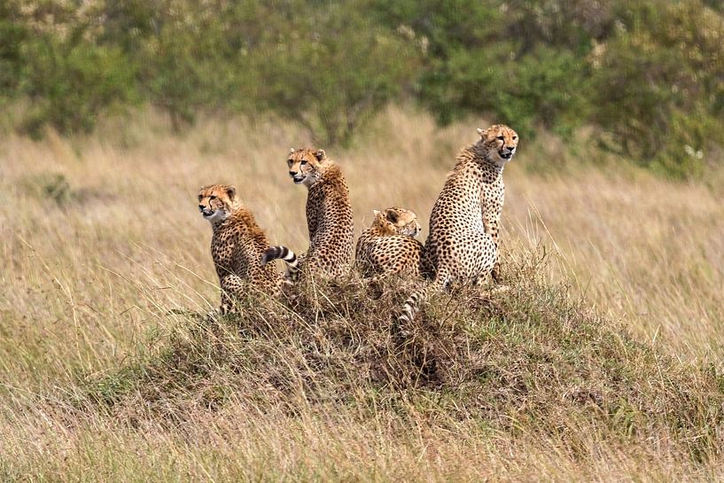 Cheetahs in the Masai Mara Savannah by Roland Brack