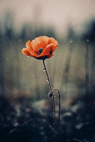 Nostalgic Nature No 17