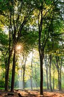 Atmospheric morning with sun in the beech forest on the Utrecht Hill Ridge