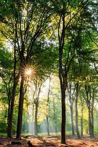 Stimmungsvoller Morgen mit Sonne im Buchenwald auf dem Utrechter Bergrücken