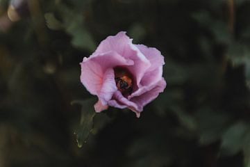 Hommel klimt uit roze bloem | Botanische fotografie | van Sanne Dost