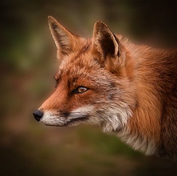 Portrait d'un renard sur Marjolein van Middelkoop