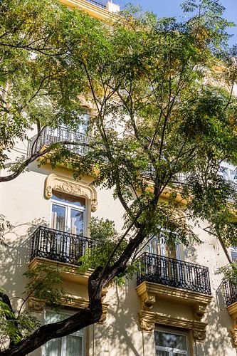 Spanish sun I Valencia Spain