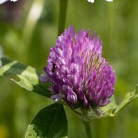 Biest auf Blume