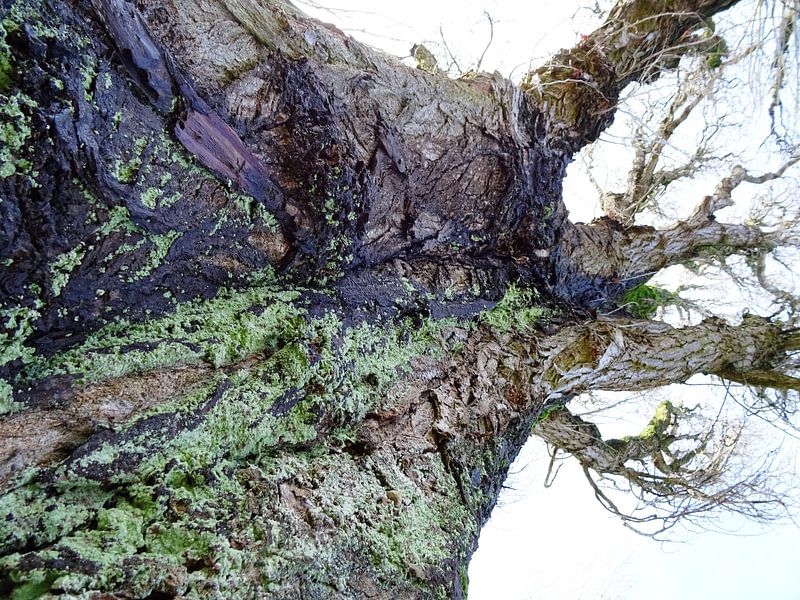 Tree Magic 101 von MoArt (Maurice Heuts)