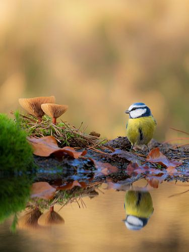 Blaumeise Herbstliche Stimmung