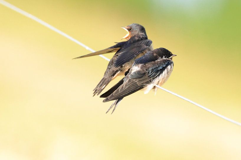Swallows by Rinnie Wijnstra (FotoAmeland )