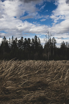 Tranquillité de la forêt