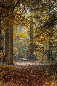 Herfstpad in Lochem. von Jos Erkamp