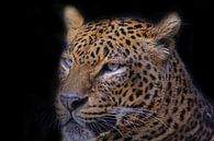 Leopard, Panthera pardus. von Gert Hilbink Miniaturansicht