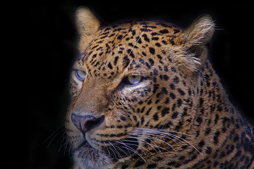 Leopard, Panthera pardus