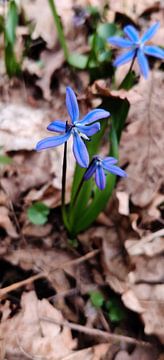 L'éveil du printemps