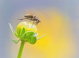 The fly by Aline Nijland