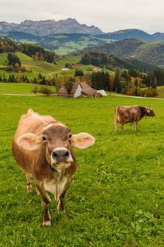 Dairy cows on a pasture against the backdrop of the Alpstein