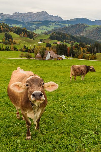 Milchkühe auf einer Weide vor der Kulisse des Alpsteins von Conny Pokorny