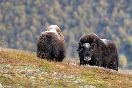 Musk ox field