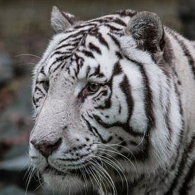 Witte tijger von Harry van den Brink
