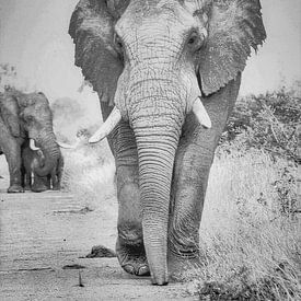 Elephant by Truckpowerr