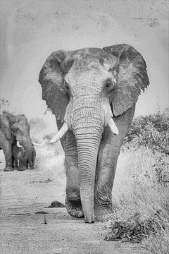 Elefant von Truckpowerr