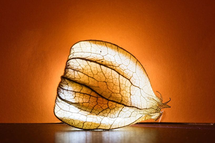 Physalis fruits with light spot by Martin Köbsch
