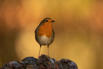 Robin by Marjan Slaats