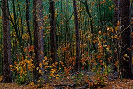 Automne sur Mario Creanza
