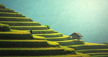 Reisfelder am Morgen von Roger VDB