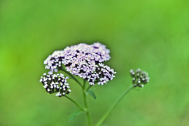 Enchanting, wild, white yarrow