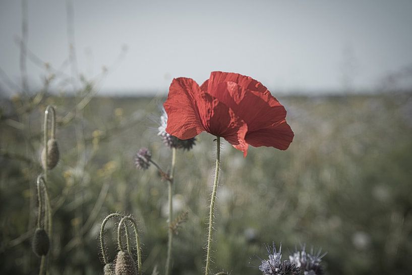 Poppy with red petals by Martin Köbsch