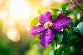 Schöne lila Blüte im Sonnenlicht von Poster Art Shop