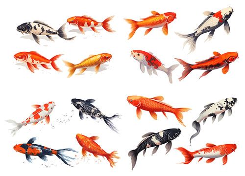 Set van koi geïsoleerd op witte achtergrond, detail