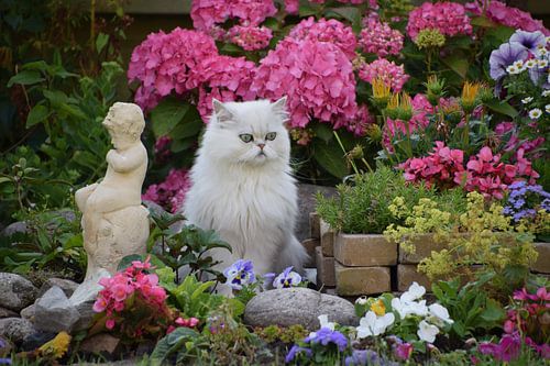Kat tussen bloemen.
