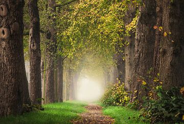 Path in the mist through lime trees