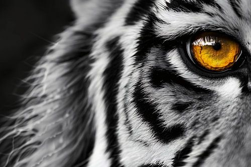 Intense blik van een tijgeroog