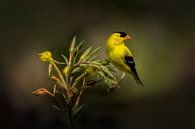 American Goldfinch Perched On Green Plant by Diana van Tankeren thumbnail