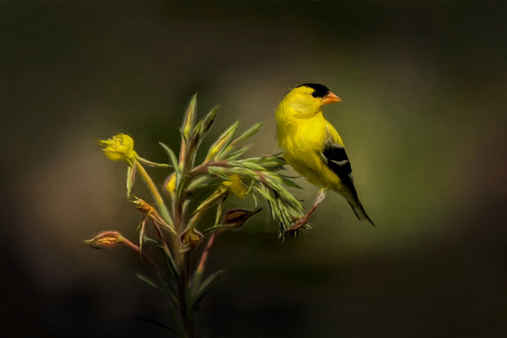 American Goldfinch Perched On Green Plant by <span class="secondary-font">Diana van Tankeren</span>