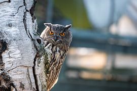 Hibou grand-duc sur Lisa Dumon