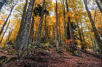 Autumn colours in the Vosges forests