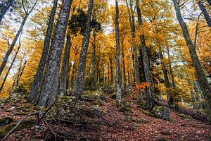 Herbstfarben in den Vogesenwäldern von Jos van den Berg