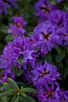Rododendron Paars by Roberto Zea Groenland-Vogels