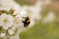 Bee / bumblebee in the fruit (cherry) orchard by Moetwil en van Dijk - Fotografie thumbnail
