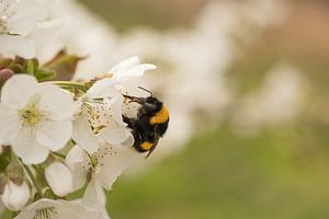 Bee / bumblebee in the fruit (cherry) orchard