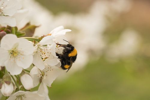 Bij / hommel in de fruit(kersen)boomgaard