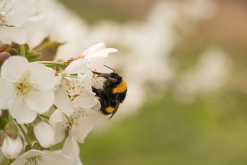 Bee / bumblebee in the fruit (cherry) orchard by Moetwil en van Dijk - Fotografie