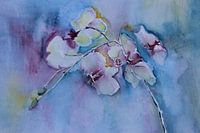 Verträumte Orchideen