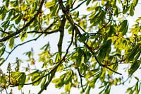 Jonge heldere levendige groene bladeren van takken tegen zonlicht in de lente.