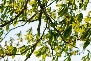 Jonge heldere levendige groene bladeren van takken tegen zonlicht in de lente. van Evelien Doosje