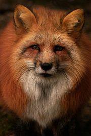 red fox by Larsphotografie