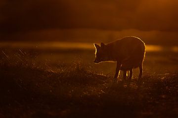 Sunset von Pim Leijen